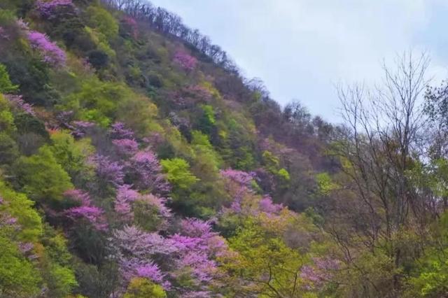 全国最大的野生紫荆花群落,目前正是最佳赏花期,就在四川