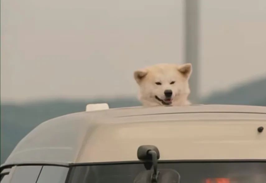 《星守之犬—每一只狗狗都值得用心去爱