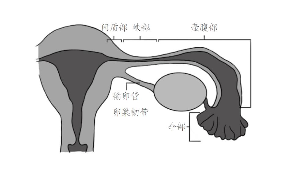 输卵管伞端解剖图图片