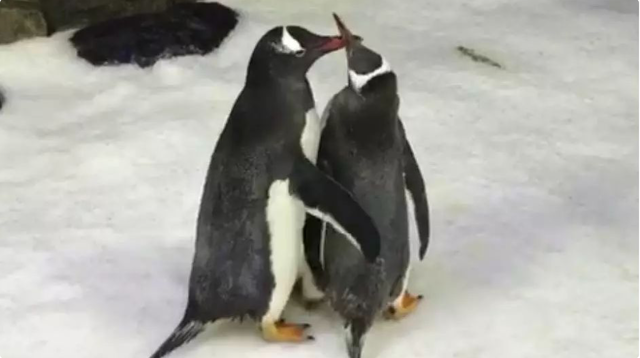 同性恋公企鹅时隔一年再偷蛋 试图变相领养宝宝