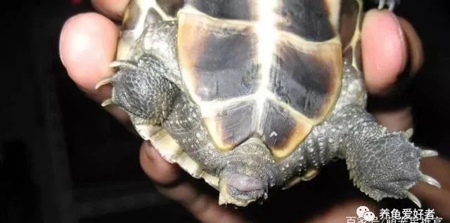 要是严重的,尾巴断到肛门处,会对乌龟造成一些严重影响