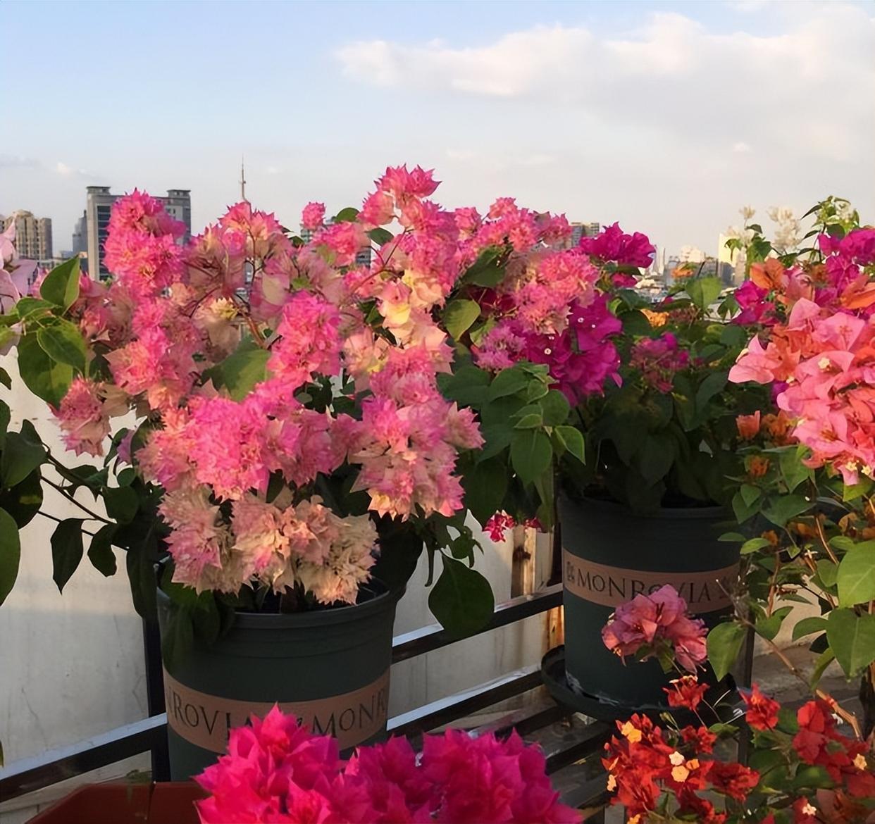 阳台养三角梅,就选"怡锦",花朵重瓣,丰花勤花,好养易活