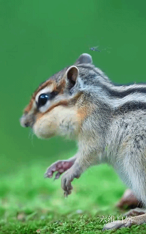 一只花栗鼠正在吃饭,突然被一只蚊子打扰,那烦闷的表情太形象
