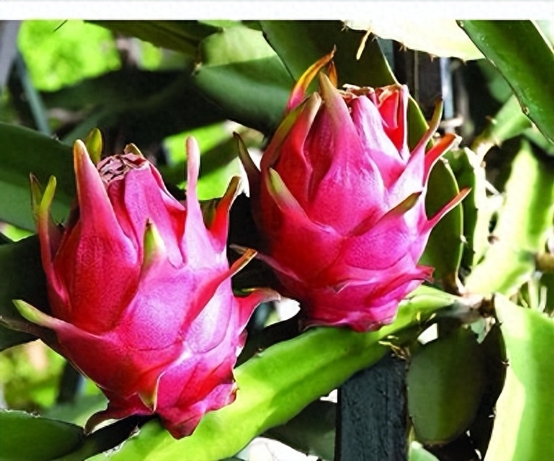 温室火龙果产期调控技术:推动高效生产与市场供应的突破