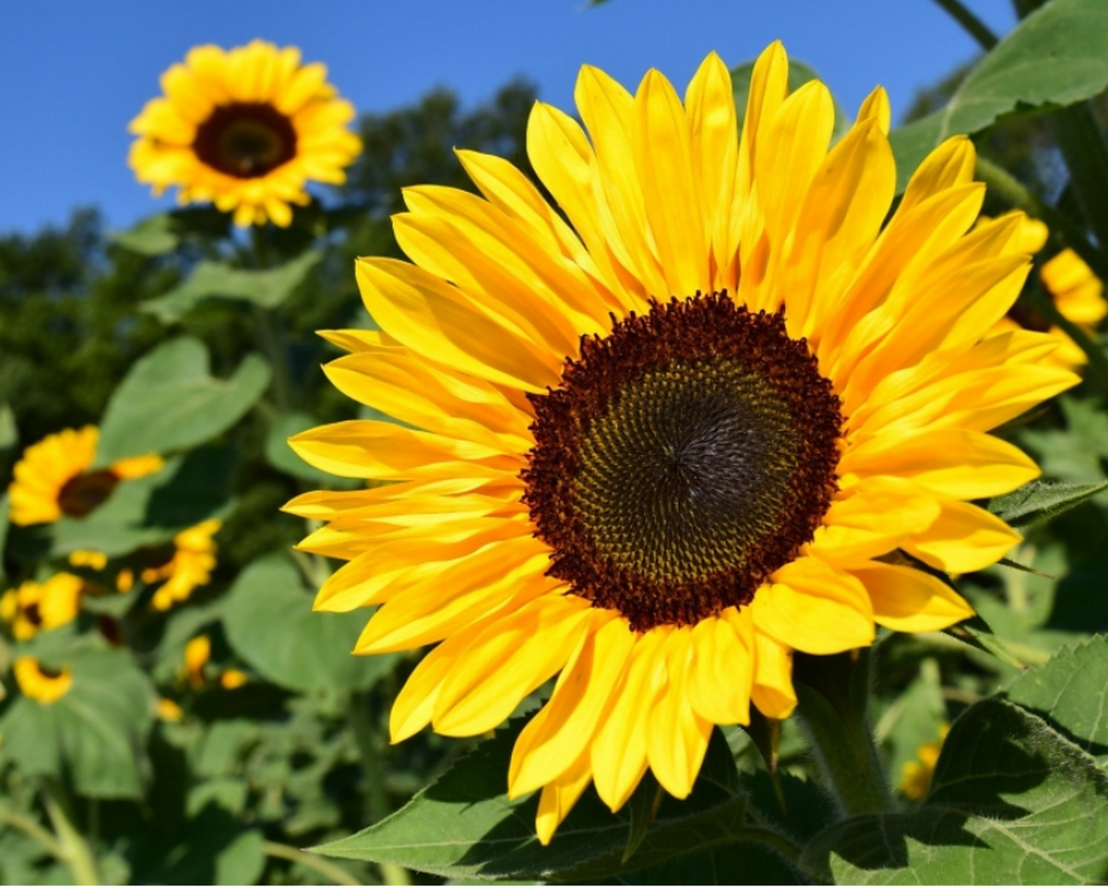 根据ruseed分析中心的预测,今年俄罗斯将进口2.