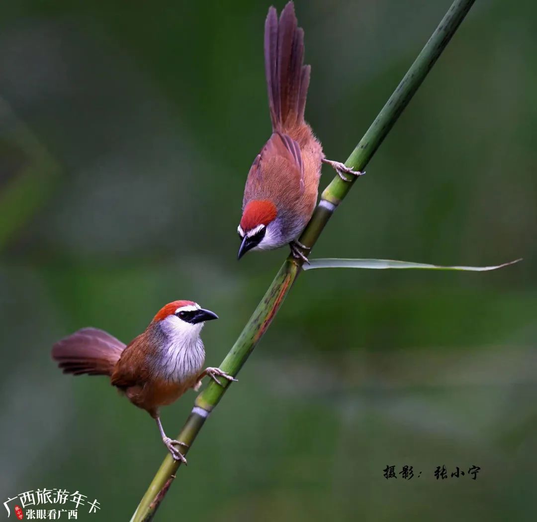 攝影大師多年堅守弄崗拍攝的百鳥朝鳳!真絕了!|廣西旅遊年卡