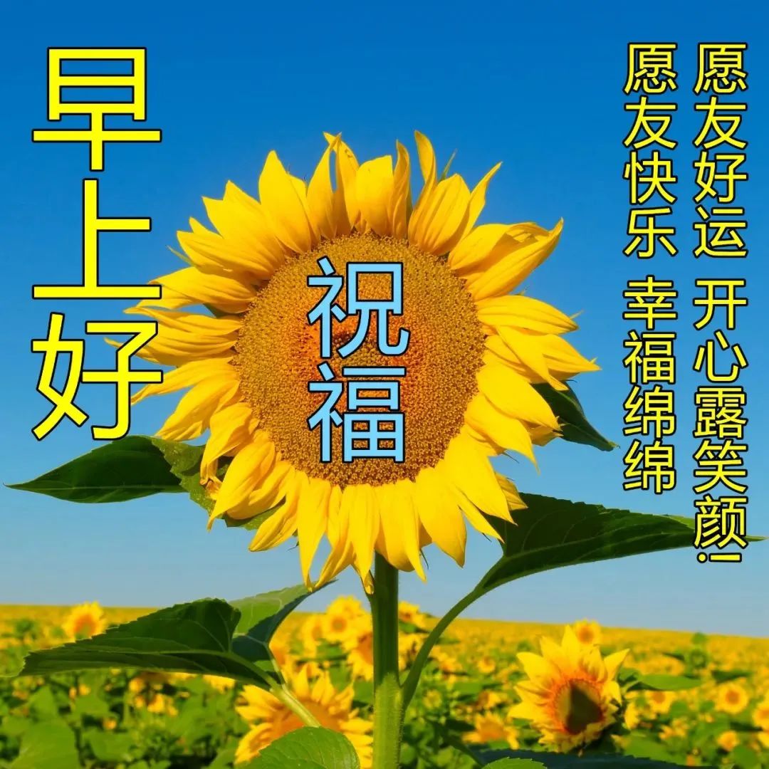 週六最新版漂亮早安圖片鮮花帶字 最美早上好問候語圖片帶字溫馨