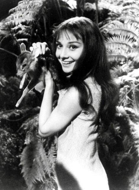 都太可爱了!奥黛丽·赫本与小鹿pippin,嬉戏的老照片