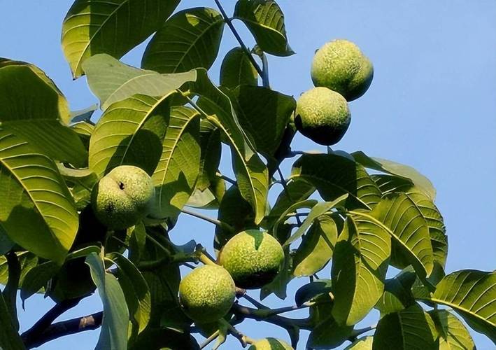 野核桃本草植物 生态宝藏与文化遗产