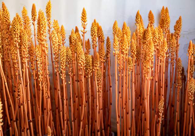 宜昌夷陵:山区王芳一年向农户提供20万颗乌红杂交天麻良种