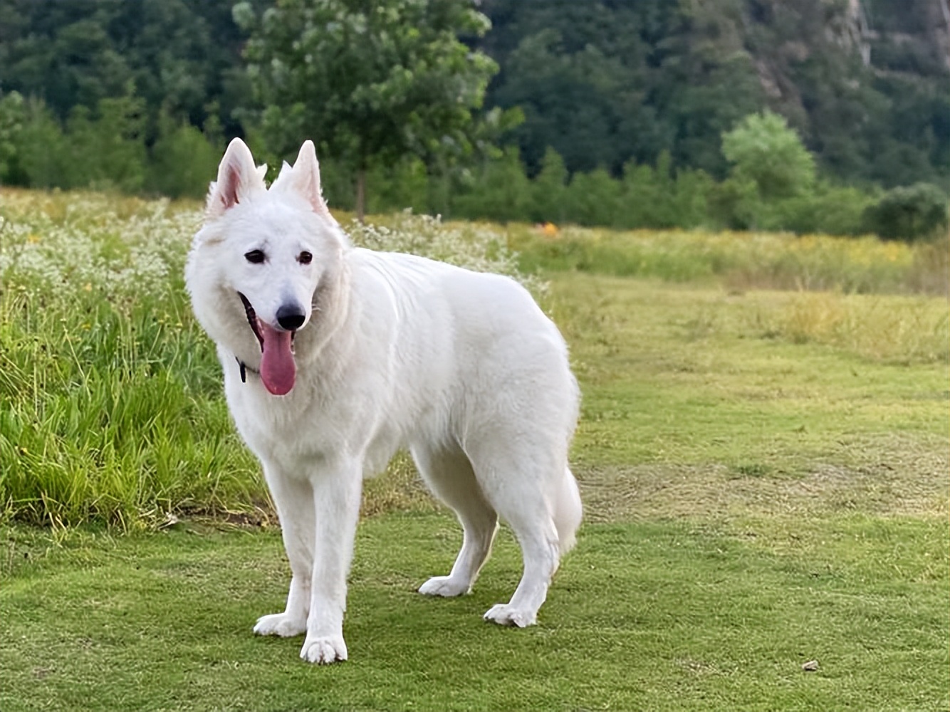 到底有没有"白色德牧"?看完你就明白了!