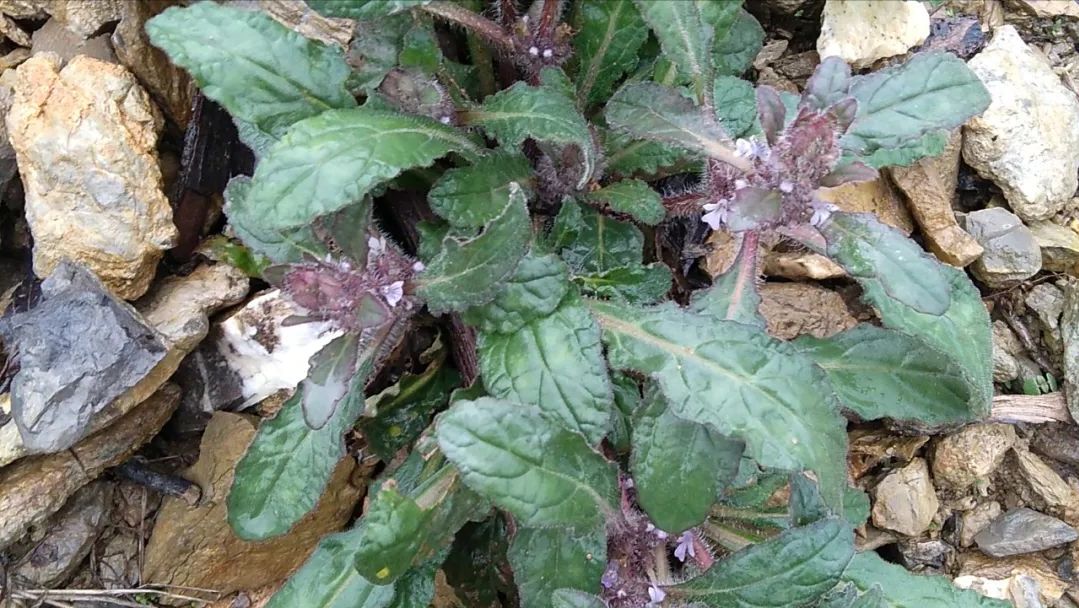 它的名字很霸气,叫紫背金盘,破血丹,散血草,价值珍贵认识吗?