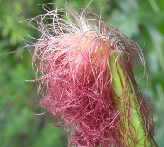 玉米须是养生好物?喝玉米须泡水有好处,但2类人就别凑热闹了