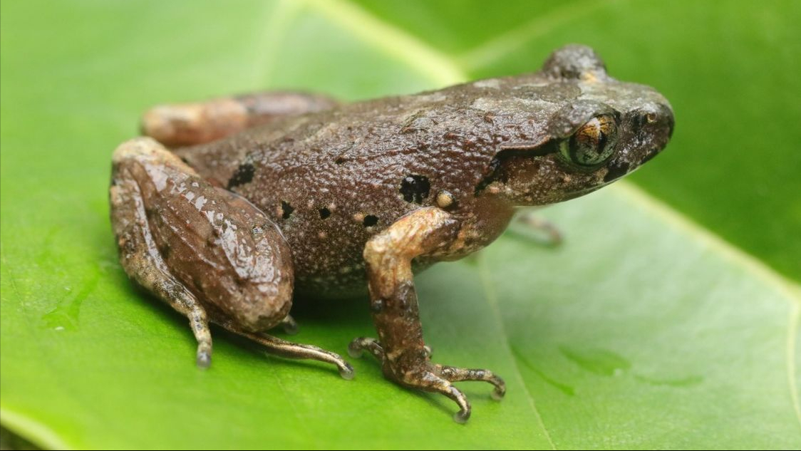 这种蟾鱼竟能偷情且不被雌性察觉,自然界最强"绿帽王"?