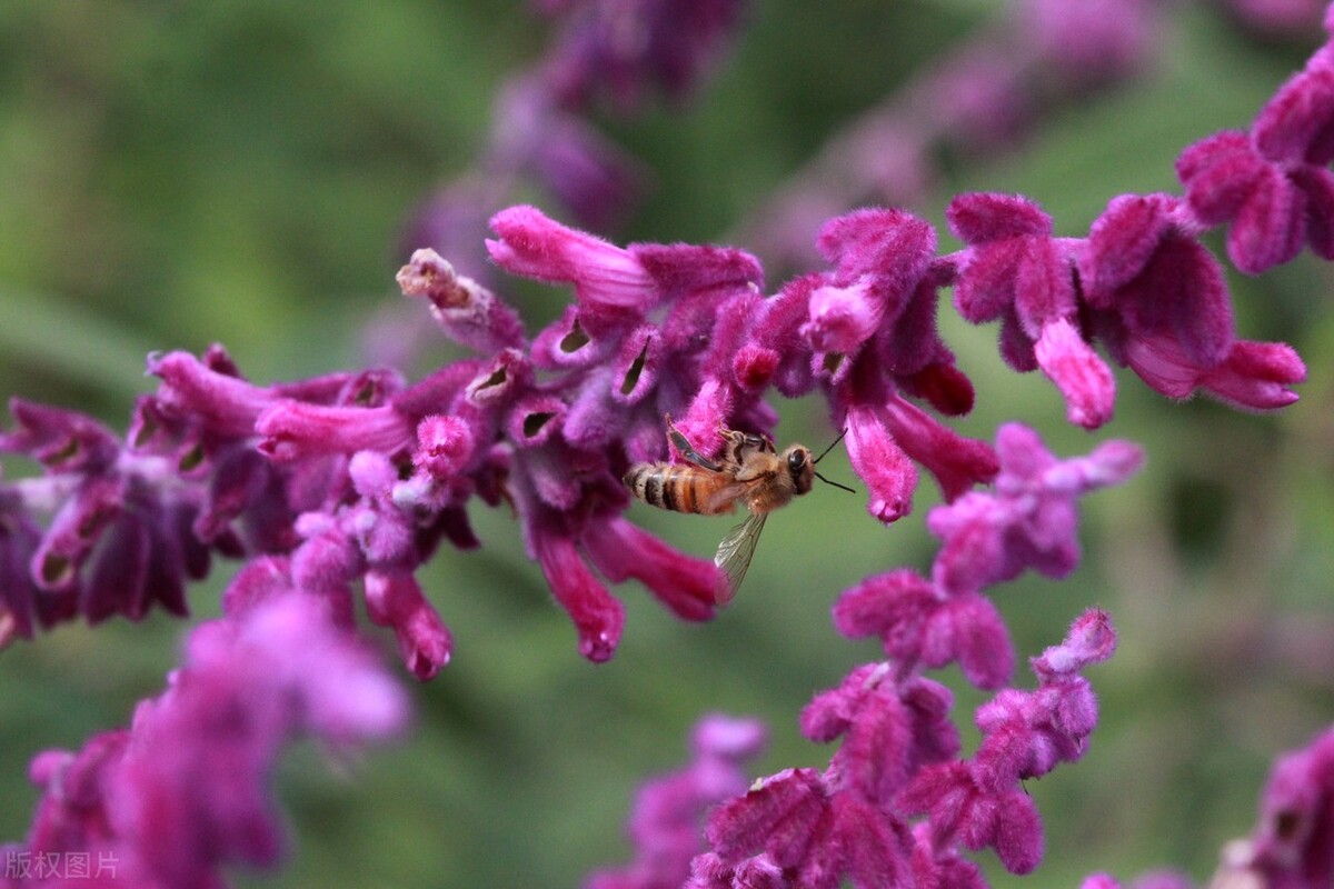 江苏南通,一片鼠尾草花海静静地盛开,迎来了一年中最美的观赏期
