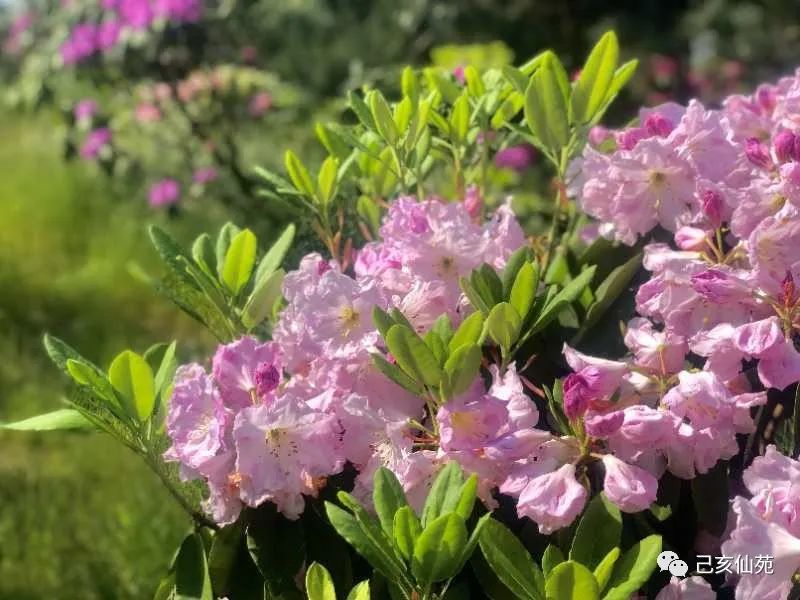 圣境三千岁,仙花始一开——道教中"花"的意象