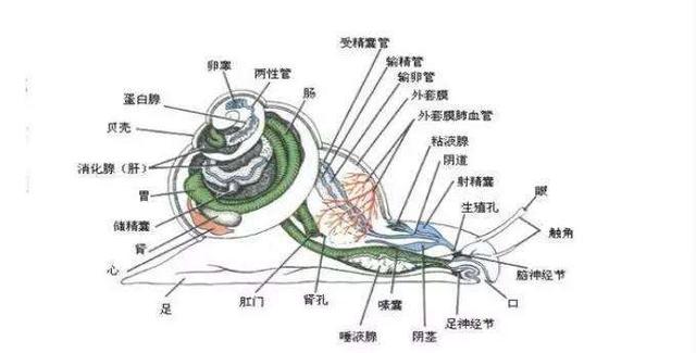 香螺哪里不能吃图片图片