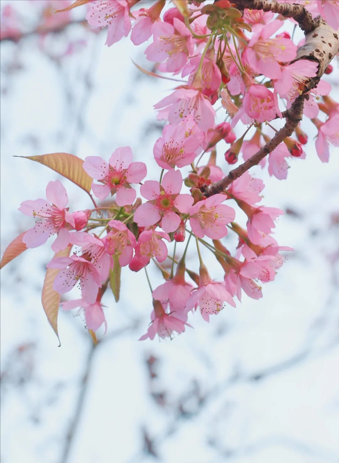 关于樱花的诗词(南郭居士·郭军)