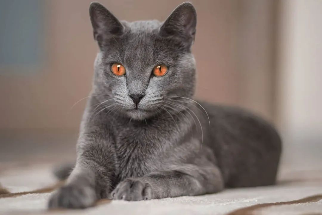 超萌超可爱!却是世界上最昂贵的10种宠物猫咪!