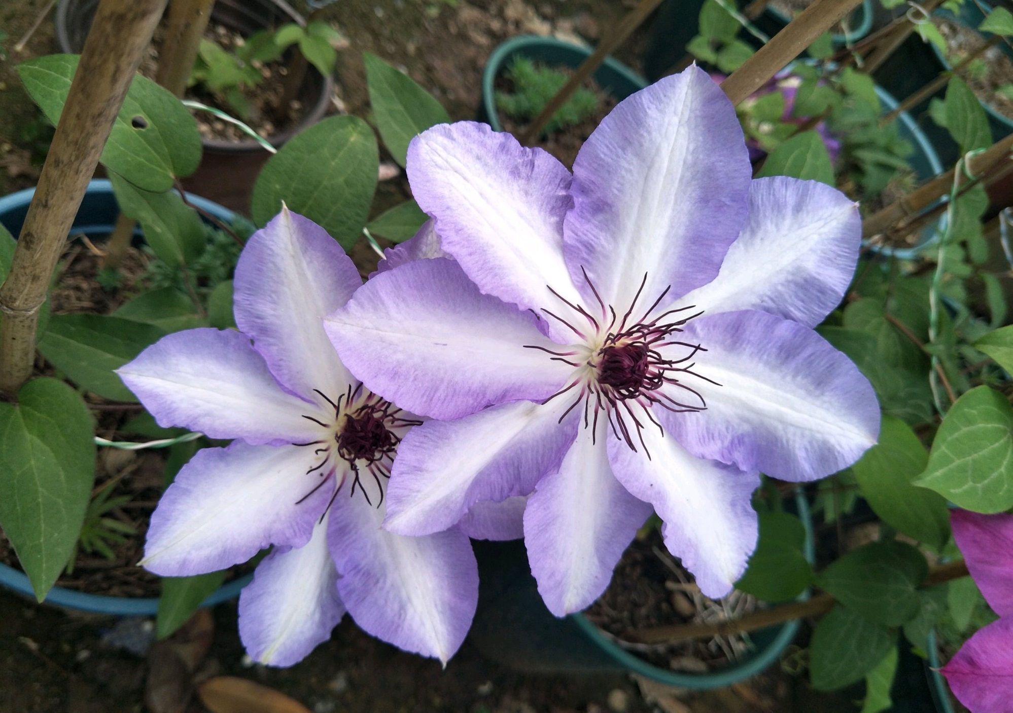 铁线莲界的"仙女"—美佐士,仙仙的花朵,丰花勤花,阳台也能养