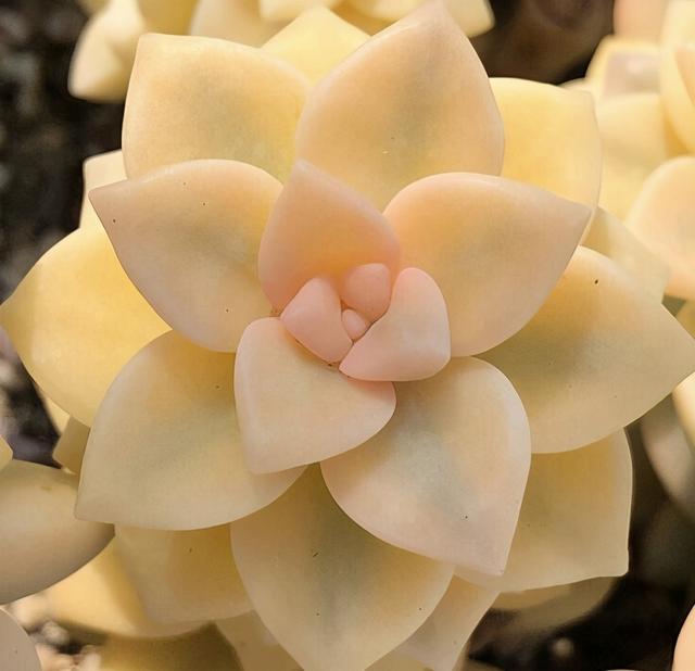 走下神坛的"出锦多肉",含蕊微红"缀化快",柔情万千仙气十足