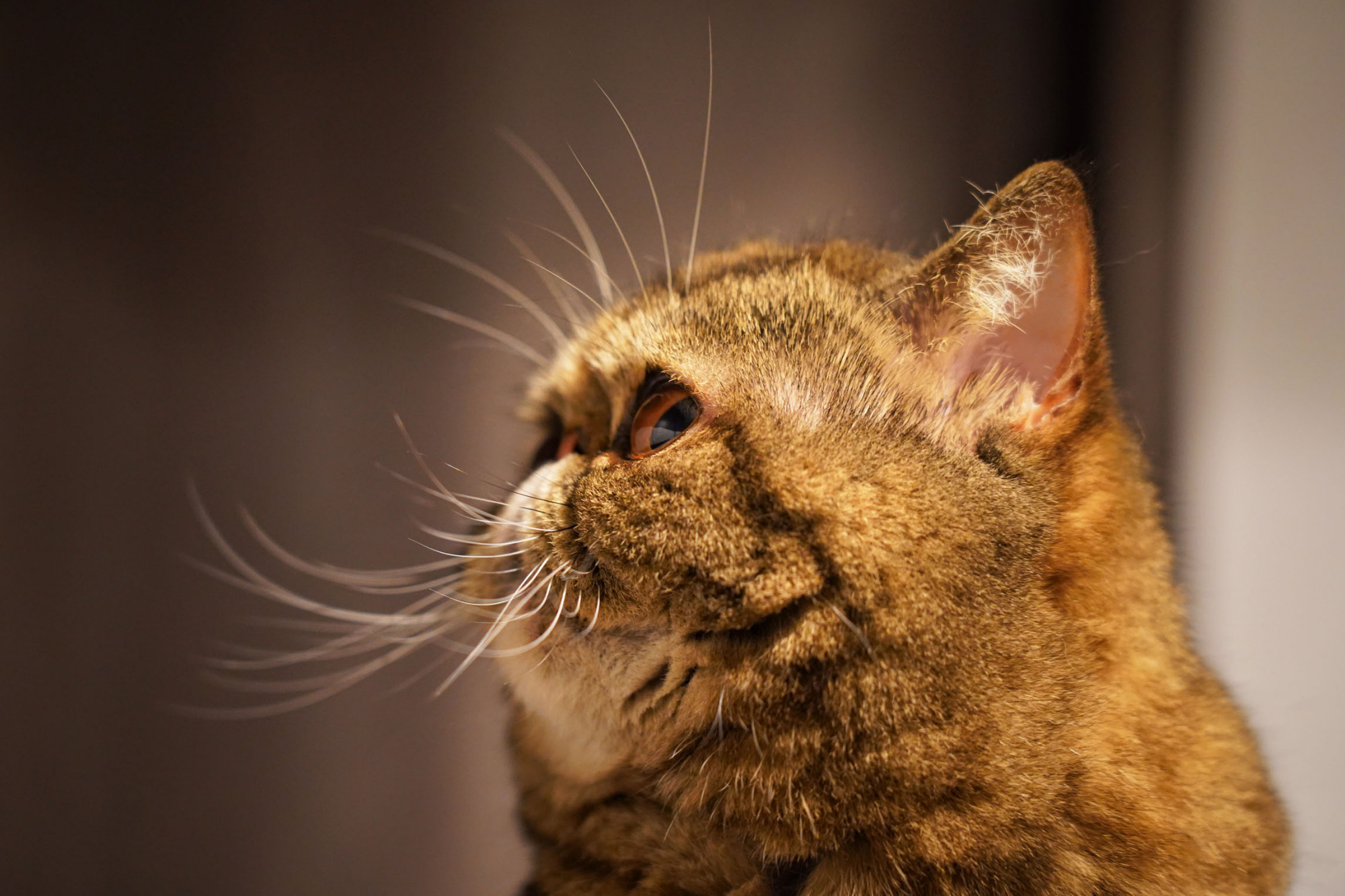 搞怪圆脸猫成为新一代表情帝,谁知有人知道品种后,立马脱粉了!