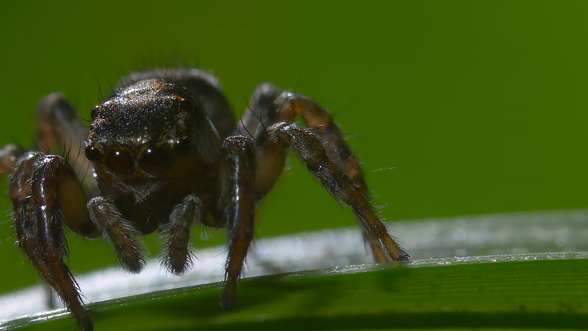 公蜘蛛讨好母蜘蛛,表演卖弄一番,结果却被"无情"吞食