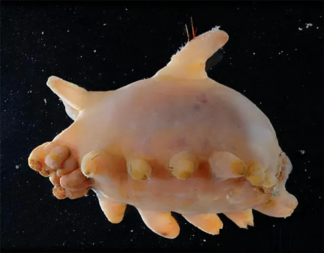 深海拾荒者,海猪:生活在海底1000米的猪