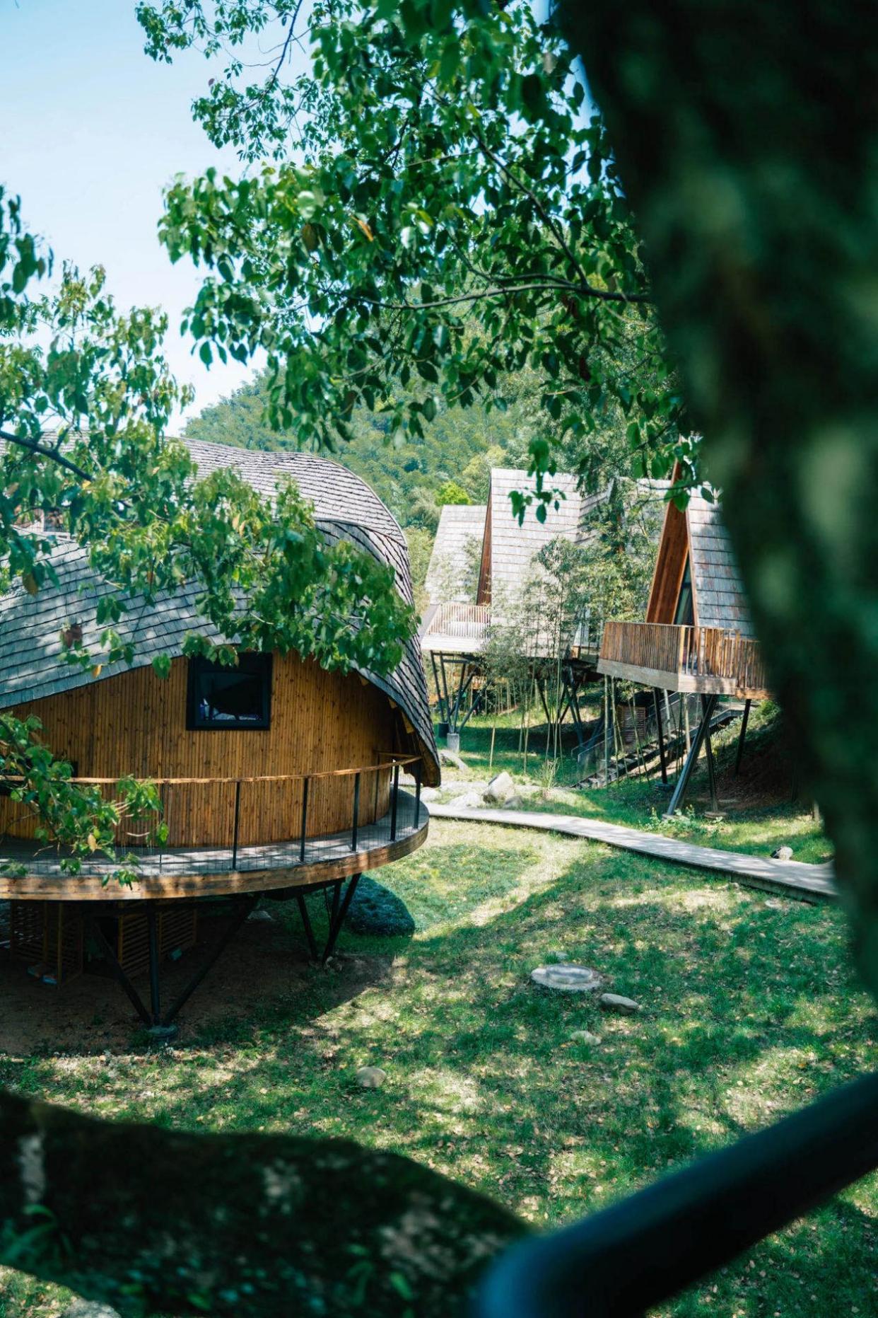 浙江余姚树屋登上《天天向上》,树蛙部落为什么能全网爆红?