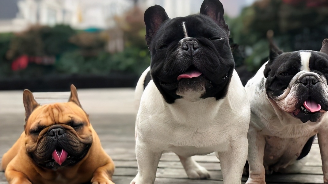 法国斗牛犬的缺点,看完你还想养吗?