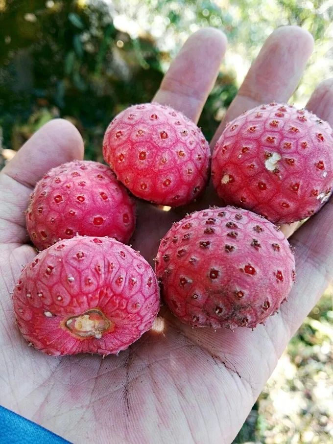 鸡嗉子(植物新观察)