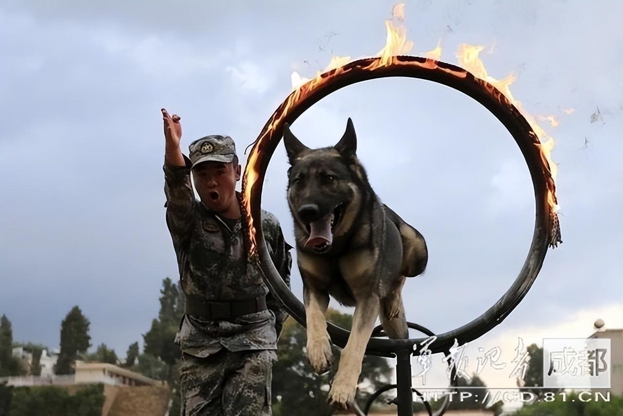 中国昆明犬是世界十大名犬之一