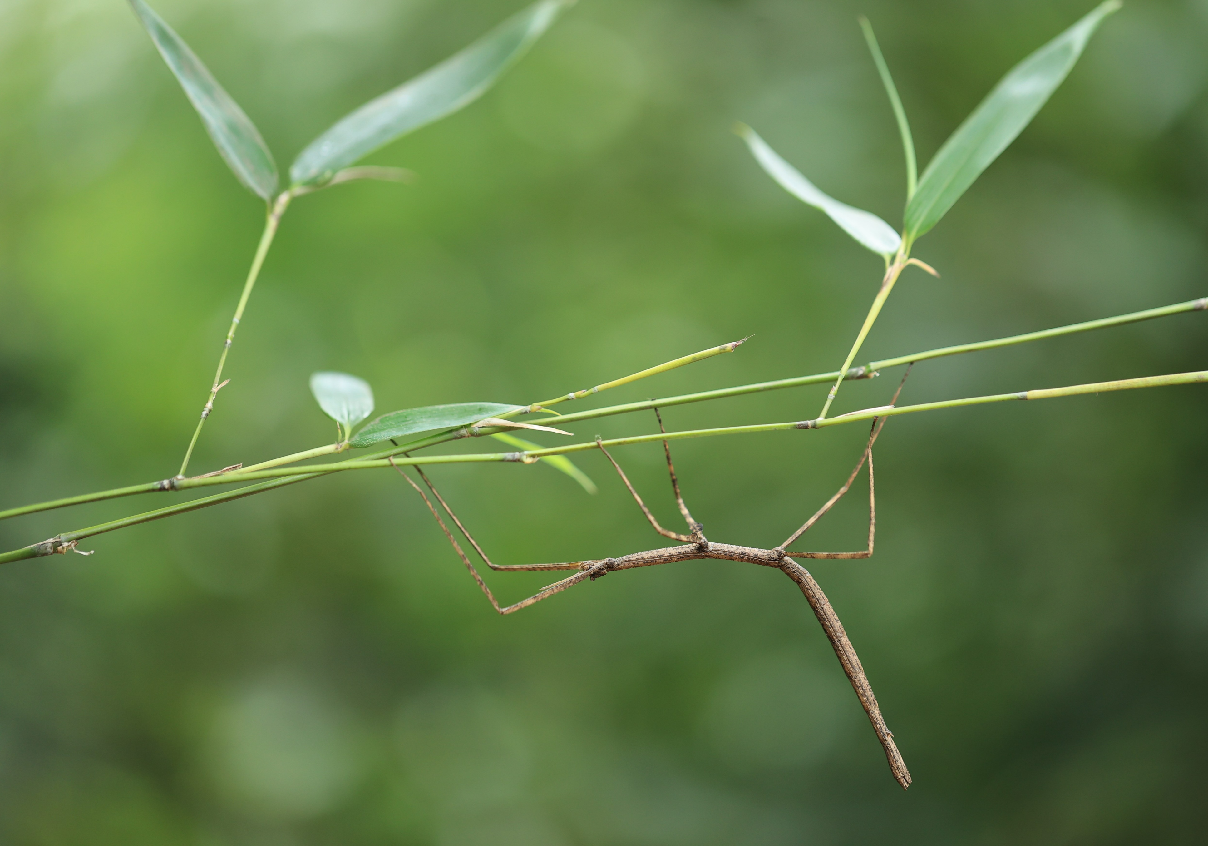 竹节虫:百闻不如一见的拟态大师