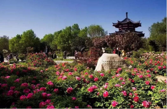 文化气息浓厚的神州牡丹园开满姹紫嫣红的牡丹花还有文化表演