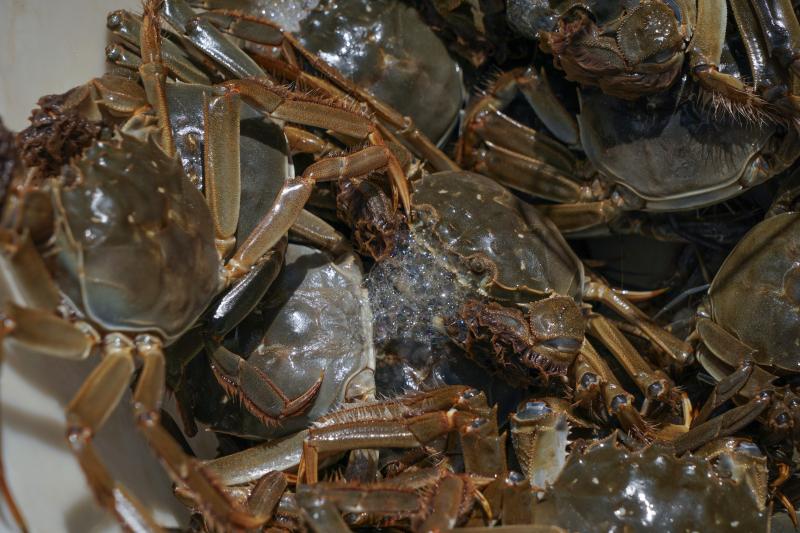 你知道吗?大闸蟹的称谓和上海有关,上海人最爱吃何种蟹