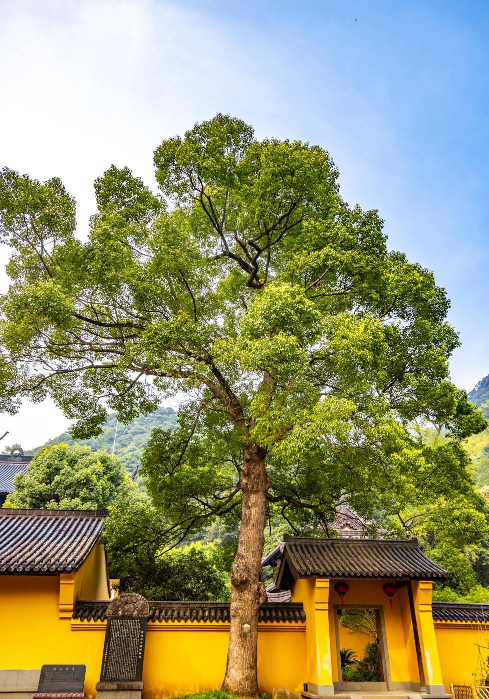 藏于深山老林的清幽古寺,千年前就闻名遐迩,引来了无数香客