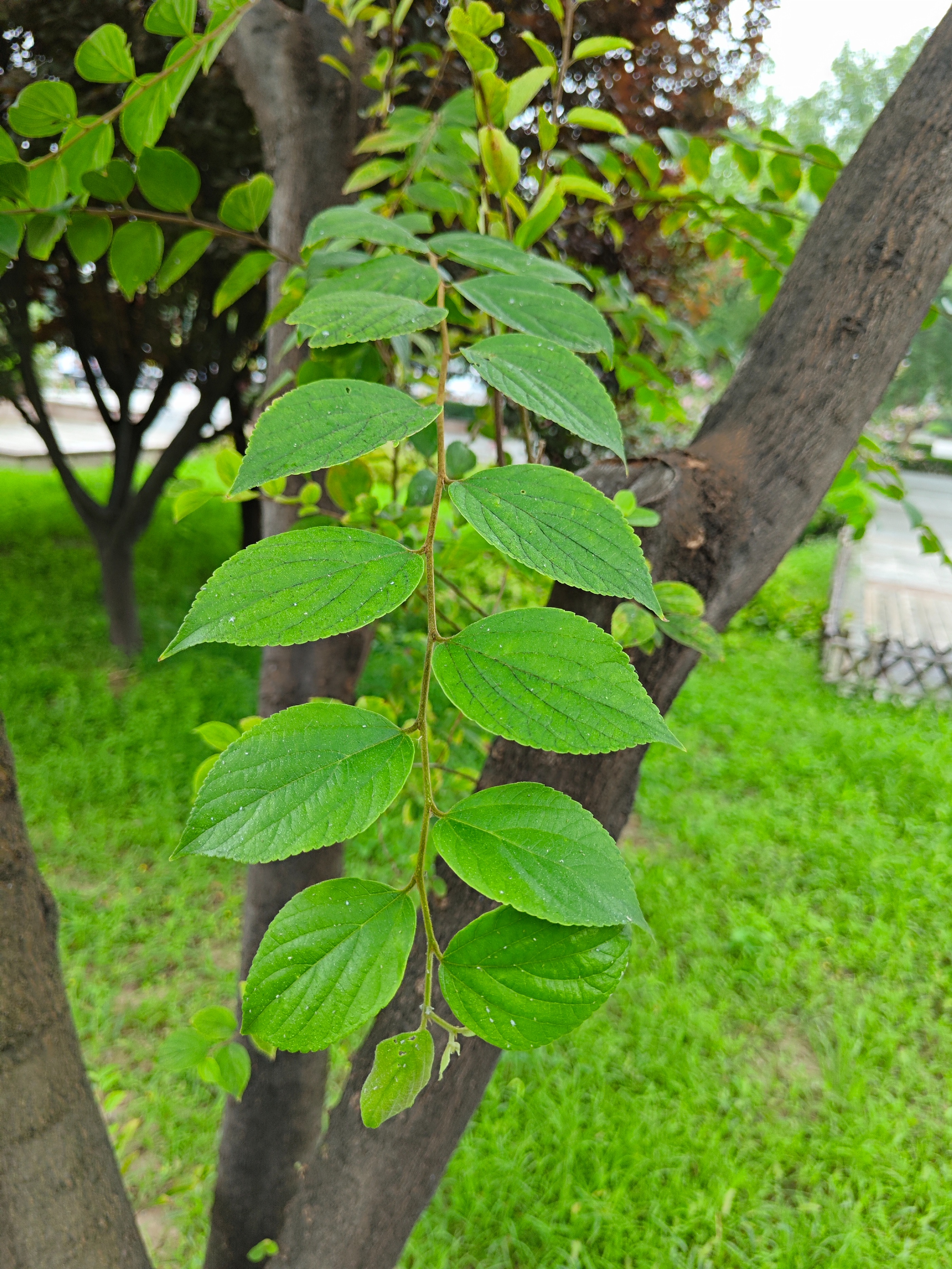 滇朴树叶子图片图片