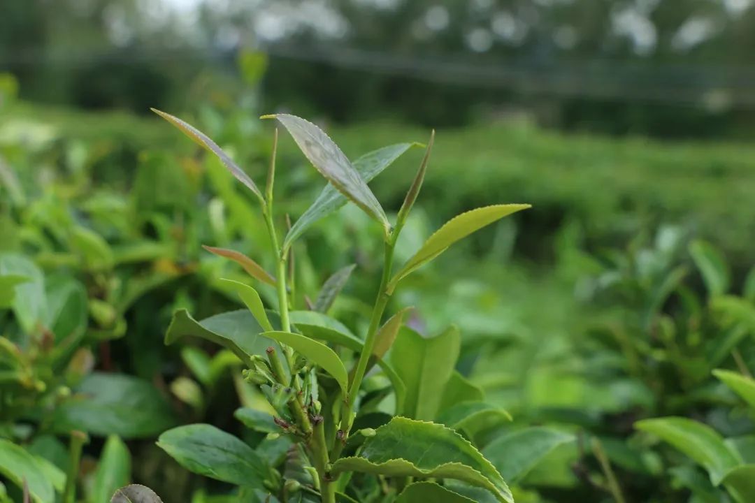 诏安举行八仙茶(春季)茶王赛,茶王待揭晓