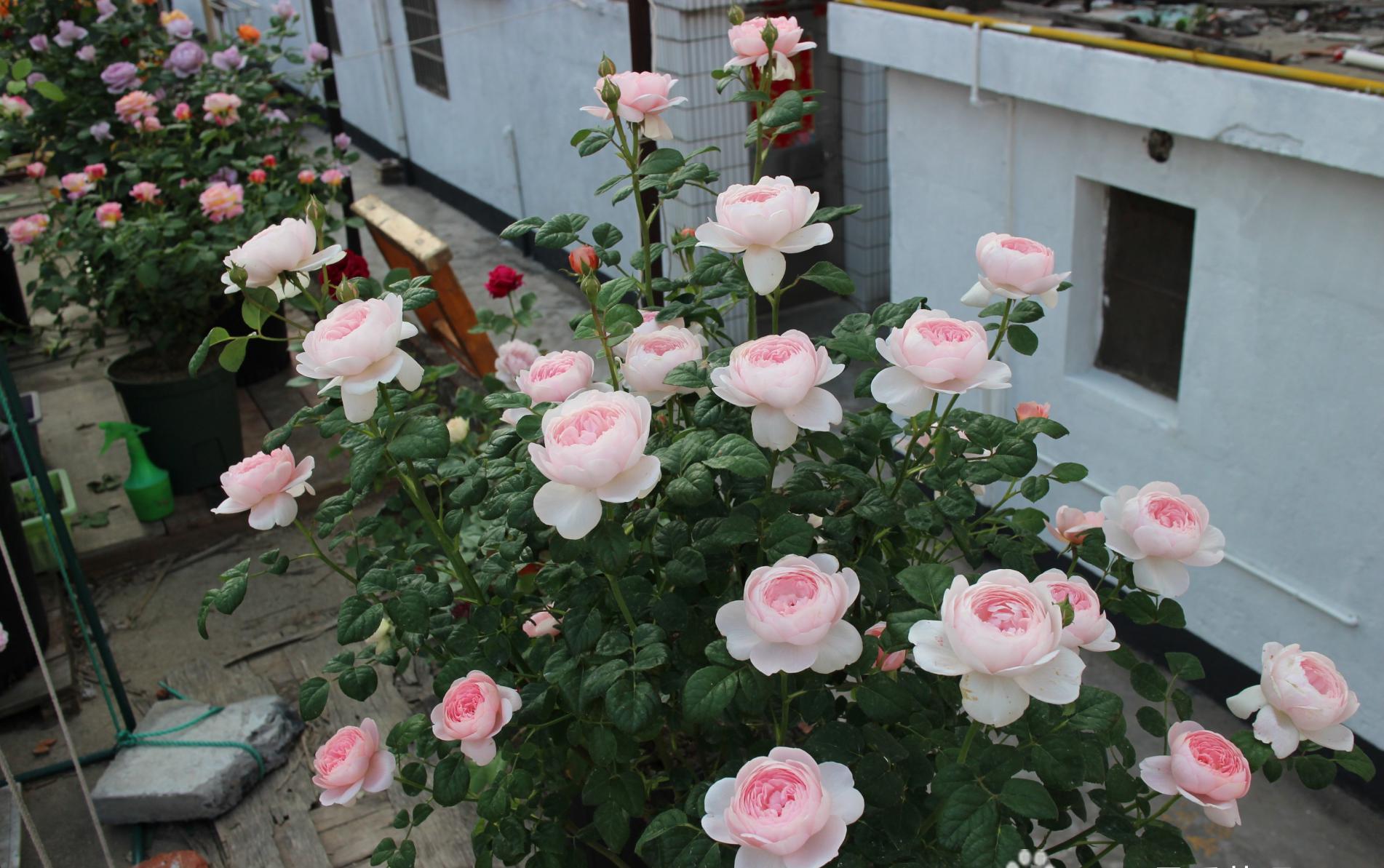 瑞典女王—月季界的颜值担当,又仙又美,皮实好养活,你值得拥有