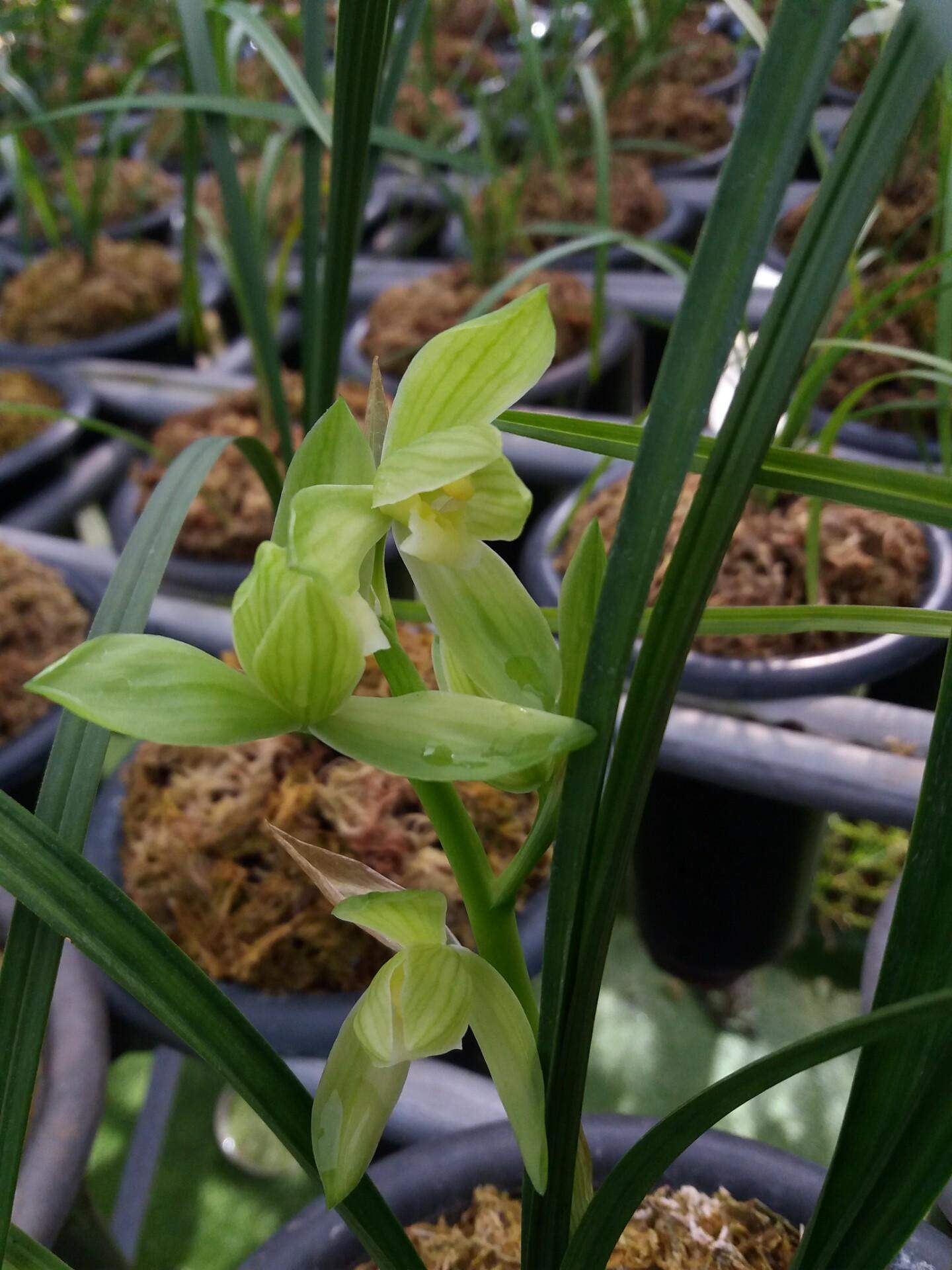 它是春剑荷型素花的代表品种,花姿优美,素雅纯洁,精神抖擞