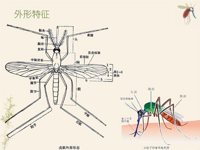 蚊子的构造图图片