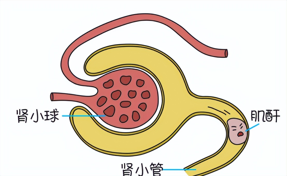 肌酐受哪些因素影响