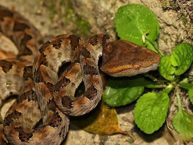 动物趣闻:剧毒的原矛头蝮蛇和轻毒的繁花林蛇该如何区分?