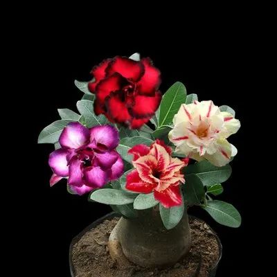 任志民:"玫瑰"花开的别样精彩