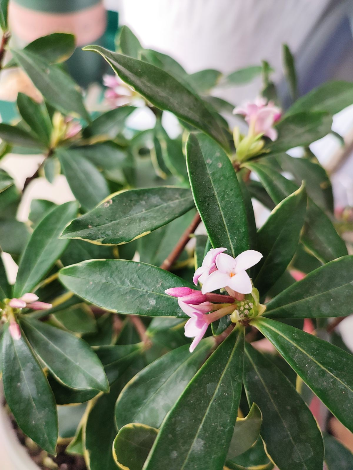 冬天养瑞香有"3怕",抓紧预防,确保春节香花簇簇冒