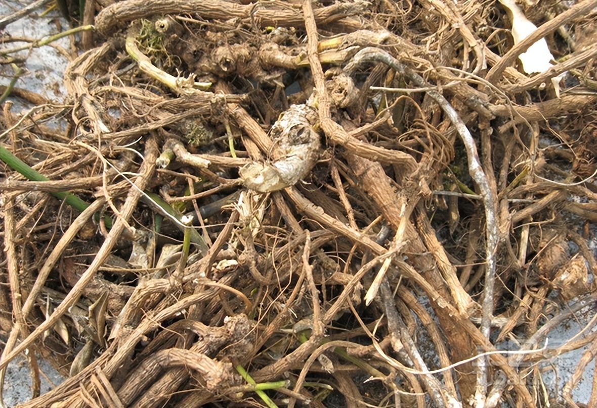 高鹏说药材:山豆根,罗汉果,莱菔子等品种行情走势简析