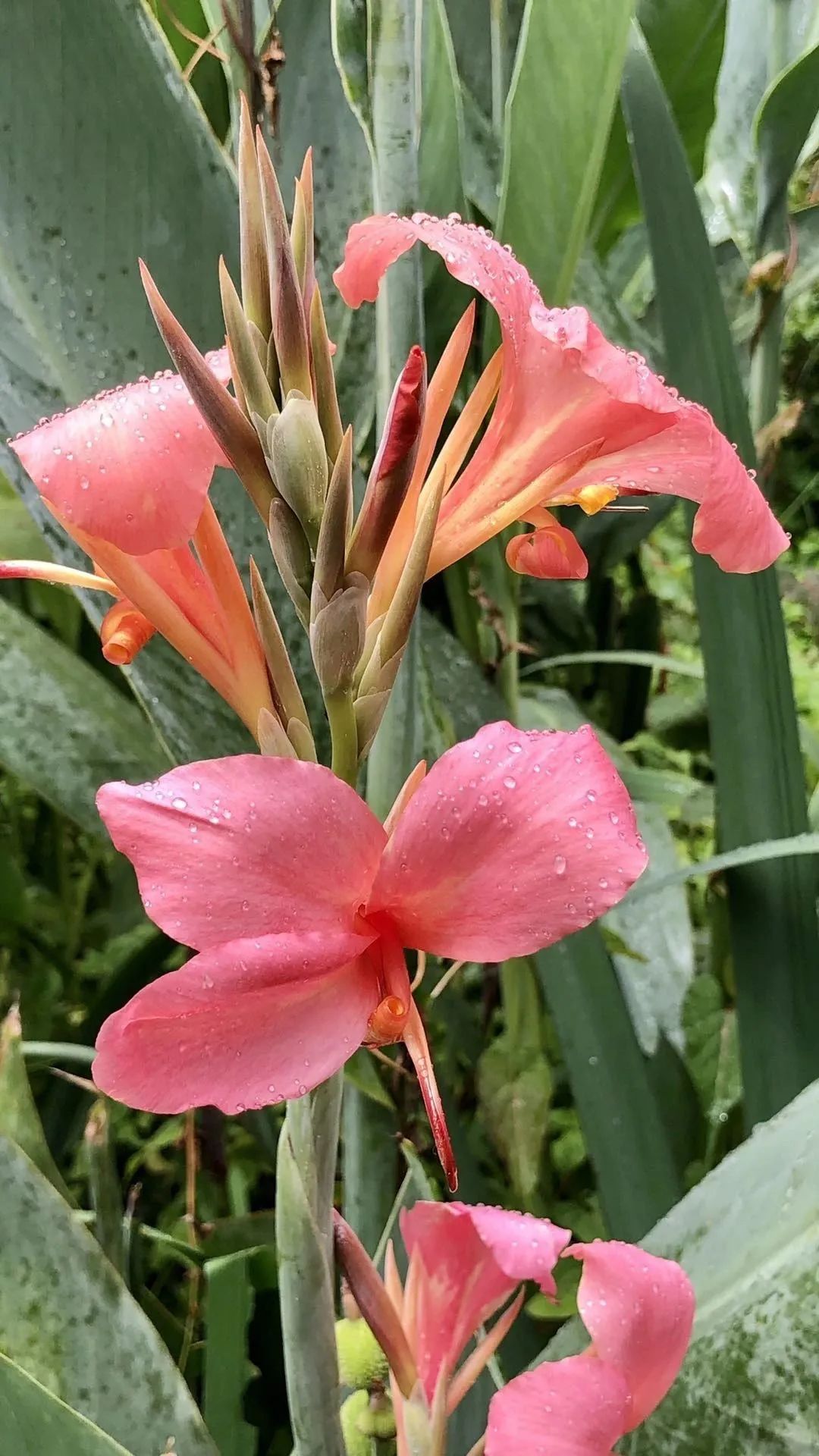 花草木杂记——美人蕉