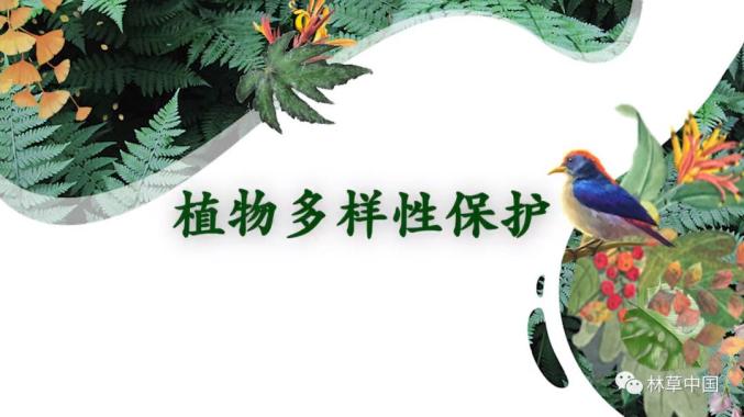 野生植物保护 中国植物多样性保护