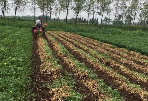 花生地图片技术指导图片