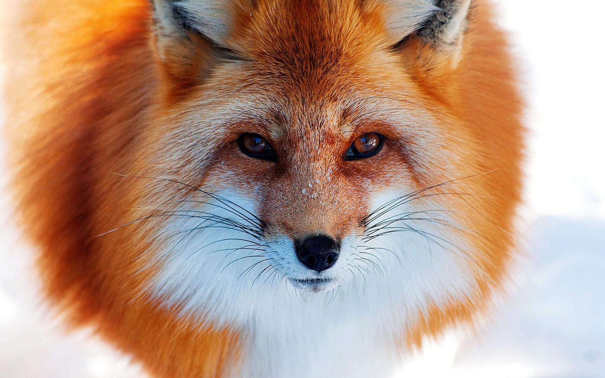 狐狸会咬人吗?宠物狐狸也逃不过这个答案